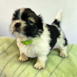 AKC-Oreo - Tricolor male Shih Tzu puppy in Mooresville, North Carolina from Juji Shih Tzu
