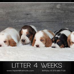 Basset Hound Puppies from Triple Hill Farm