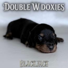 BLACKJACK - Black and tan male Dachshund puppy in Alto, Texas from Double W Doxies