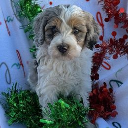 Warren - Grey and white male Bernedoodle puppy in Roy, Utah from Doodles are Amazing