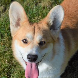 Dante' - Pembroke Welsh Corgi