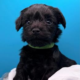 Cosmo - Black male Yorkipoo puppy in Cameron, South Carolina from Sassy Sailor & Company