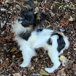 Woody - Papillon