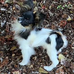Woody - Papillon