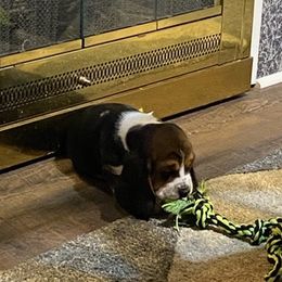 Basset Hounds from Seymour Hounds