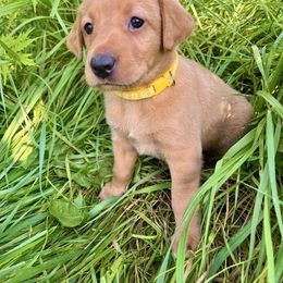 Yellow collar female - Yellow female Labrador Retriever puppy in South Dakota from S&S Kennels LLC