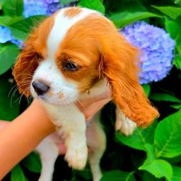 Terlingua - Blenheim female Cavalier King Charles Spaniel puppy in Watsontown, Pennsylvania from Huntsman Cavaliers