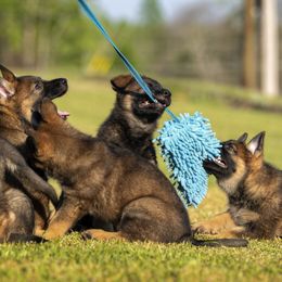 German Shepherd Puppies from Sommerfeld German Shepherds