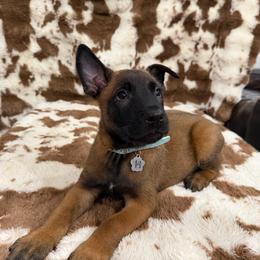 Boy 7 - male Belgian Malinois puppy in Midway, Georgia from C4MALINOIS