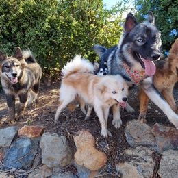 Pomsky and Siberian Husky All Grown Up from Pine and Sea Pomskies