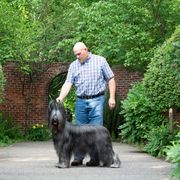 Briard Puppies from Sendero Briards