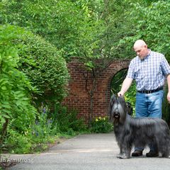 Briard Puppies from Sendero Briards
