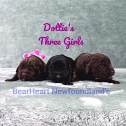 Petunia - Brown female Newfoundland puppy in Cortez, Colorado from Bear Heart Newfoundlands, LLC