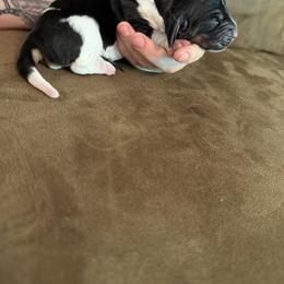 Dorthy - Black white and tan female Basset Hound puppy in Letcher, Kentucky from Hackers Appalachian Basset Hounds