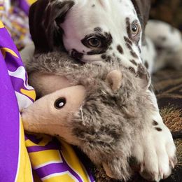 Dalmatian Puppies from Sublime Dalmatians