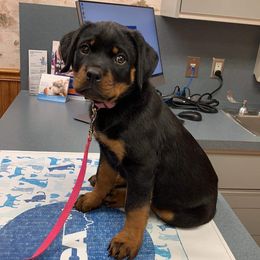 Rottweiler Puppies from Rose Red Rottweilers