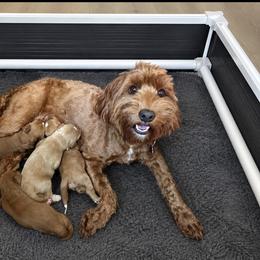 Phoebe - Australian Labradoodle