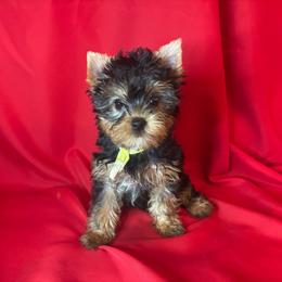 KH girl 1 - Blue and gold female Yorkshire Terrier puppy in Alburnett, Iowa from Hobbs Shire Yorkies