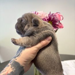 Tres - Blue female French Bulldog puppy in Hemlock, Michigan from Top Billin' Frenchies