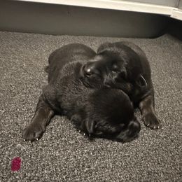 Cane Corso and German Shepherd Puppies from Cane Sportivo
