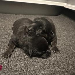 Cane Corso and German Shepherd Puppies from Cane Sportivo