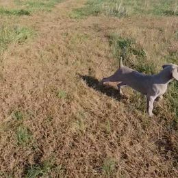 Weimaraner Puppies from So-IN Weimaraner's