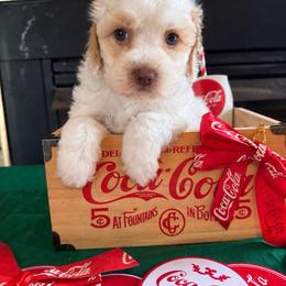 Claudine - Red roan female Cockapoo puppy in Holton, Indiana from MoonShine Babies