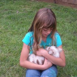 Australian Shepherd Puppies from Triple MMM Kennel