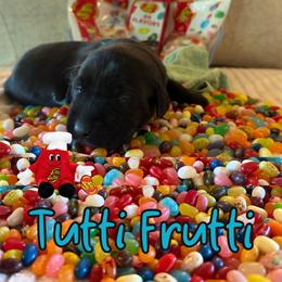 Tutti Frutti - Black female Labrador Retriever puppy in Water Valley, Mississippi from Three Lakes Labs & WHDs