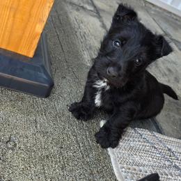 Girl 1 - Black female Scottish Terrier puppy in Chester, Maine from Casie puppies