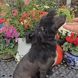 Arnold Long Star Angel - Black and white male Chinese Crested puppy in Amarillo, Texas from Victoria's Chinese Cresteds Long Star Angels