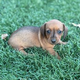 Shelby - Red female Dachshund puppy in Perris, California from Doxie_pupps