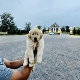 Golden Retriever Puppies from All shades Golden