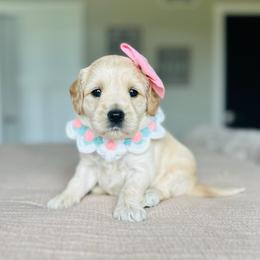 Snappy - Cream female Goldendoodle puppy in Sterling, Illinois from Charley's Goldendoodles