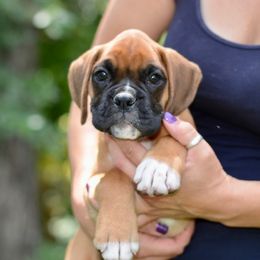 Boxer Puppies from Mt Valley Boxers