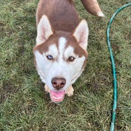 Blue - Red and white Siberian Husky puppy in Ocosta, Washington from Shaffer Family Farm