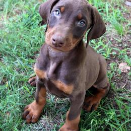 Male 006 - Red and rust male Doberman Pinscher puppy in Harmony, North Carolina from Havenhaus Dobermans