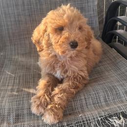 Light Pink - Apricot female Goldendoodle puppy in Bakersfield, California from Lavish Doodles