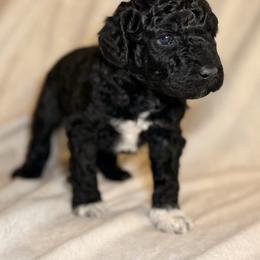 Boots - Black female Goldendoodle puppy in Saint Louis, Missouri from Jax Doodles