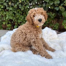 Bunny - Red  male Goldendoodle puppy in La Verne, California from Marshall Goldendoodles