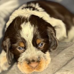 POLAR - Tri-Roan male English Springer Spaniel puppy in Billings, Montana from M&M Fuzzy Bottom Friends