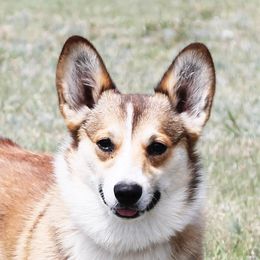 Reba - Pembroke Welsh Corgi