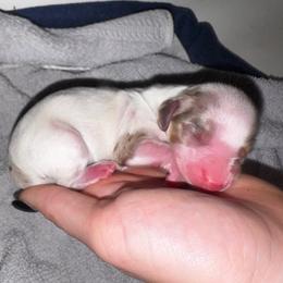 Dennis - Piebald male Dachshund puppy in Trinity, Texas from Signature Sloan - Long Hair Dachshunds