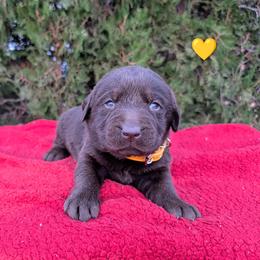 Male 4 - Chocolate male Labrador Retriever puppy in Yucca Valley, California from Beachn Ranch