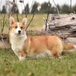 Emmy - Pembroke Welsh Corgi