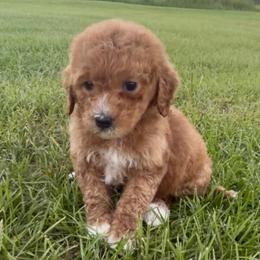 Boy1 - Red  male Goldendoodle puppy in Meridian, Mississippi from Magnolia Poodles and Doodles