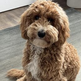 Goldendoodles from Golden Hearted Goldendoodles