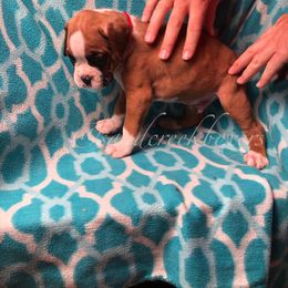 Boxer Puppies from Sand Creek Boxer Kennel