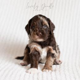 Orange Collar Boy - Merle male Australian Labradoodle puppy in Thousand Oaks, California from Lovely Doodle Lane