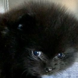 Pomeranian Puppies from Yates Pomeranians